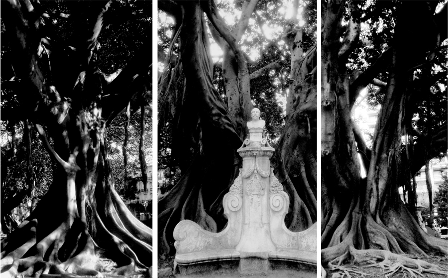 Antonio Muñoz Degrain and Ficus